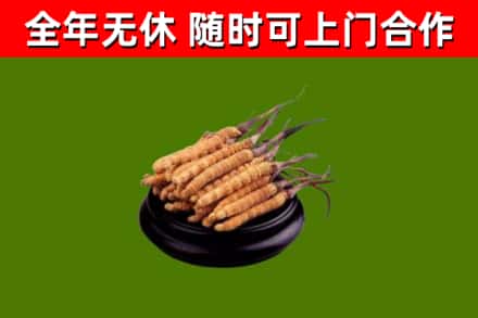 盘锦市回收散虫草